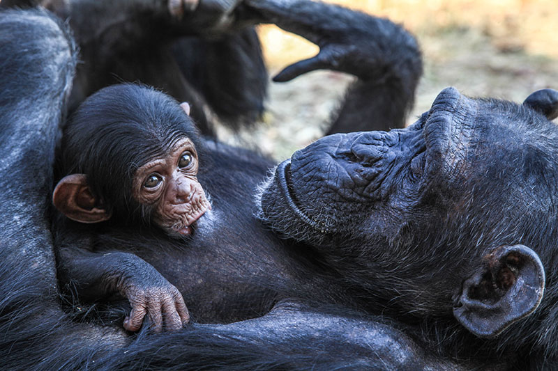 Primates spend 20% of their day touching/grooming each other.