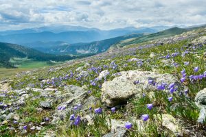 Best Beginner Wildflower Hikes in Breckenridge CO