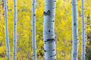 Best Places to See Aspen Colors in Breck